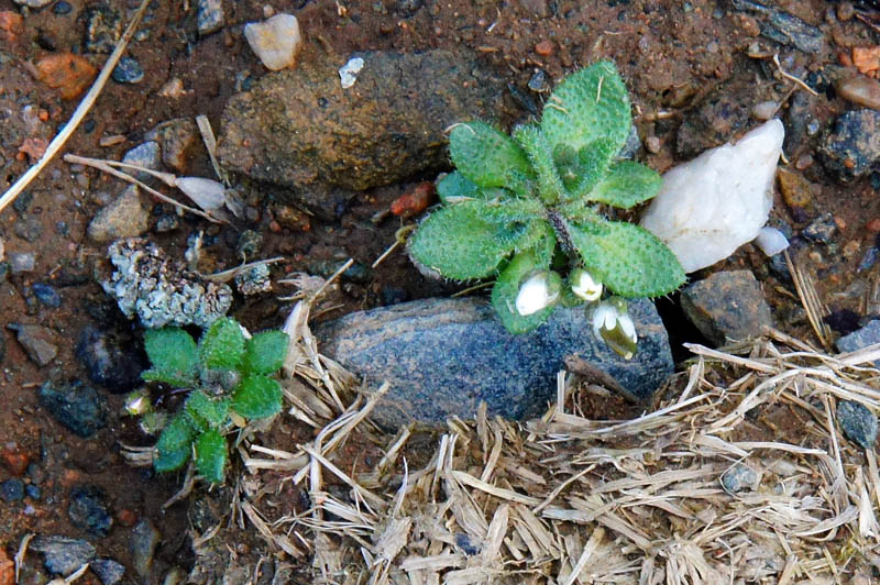 Erophila verna subsp. spathulata